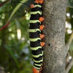 The Frangipani Worm By © Hans Hillewaert, CC BY-SA 4.0