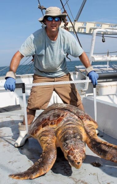 Hunting Sea Turtles - Mike Arendt measures the width of a turtle’s carapace. Photo By Jeff Dennis