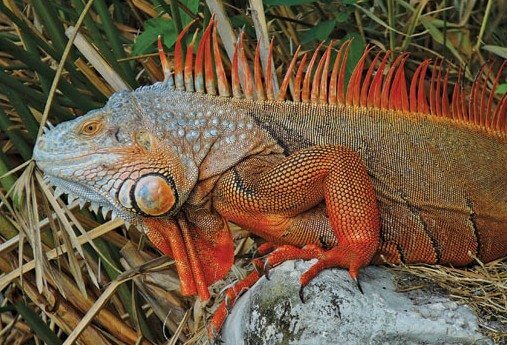 Iguana Rescue