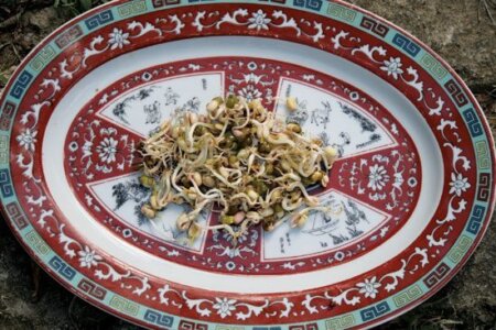 Photos show Mung Beans in their various stages of sprouting. Photos by Kerry Biddle-Chadwick