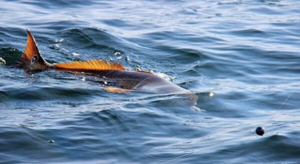 During the month of January it’s not unusual to see large trophy red fish in the inshore and offshore waters. This picture was taken of a 42 inch caught fought tagged, and release red fish.