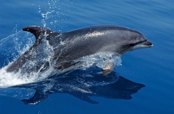 Bottlenose dolphins, like this one pictured here, are suffering from poor health in Barataria Bay, La., due to oil exposure in the Gulf. Credit: NOAA