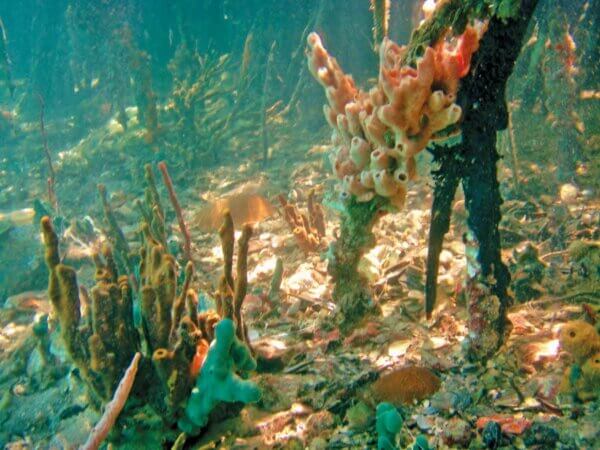 Snorkeling around the mangroves, Hurricane Hole, St Johns