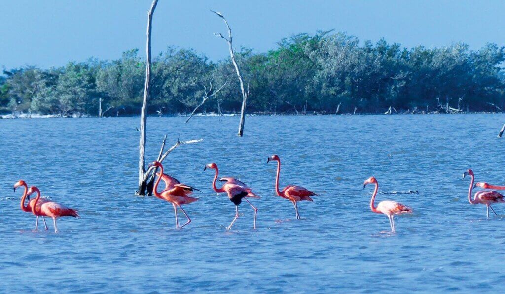 Caribbean Flamingos - ALL AT SEA