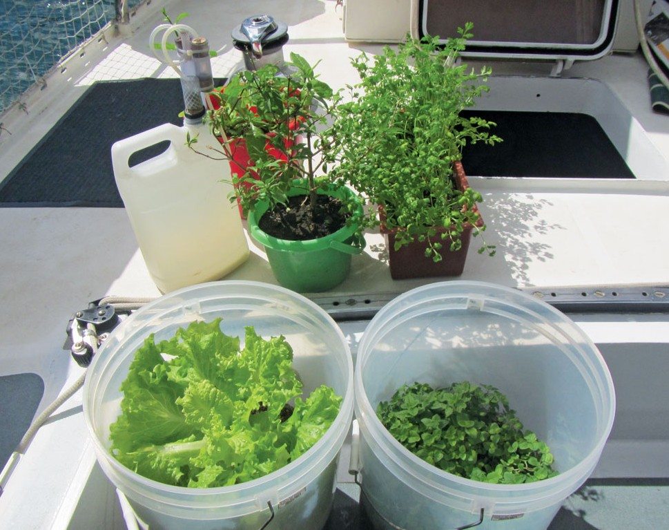 A big bucket for lettuce grown in our boat garden.. Photo by Birgit Hackl
