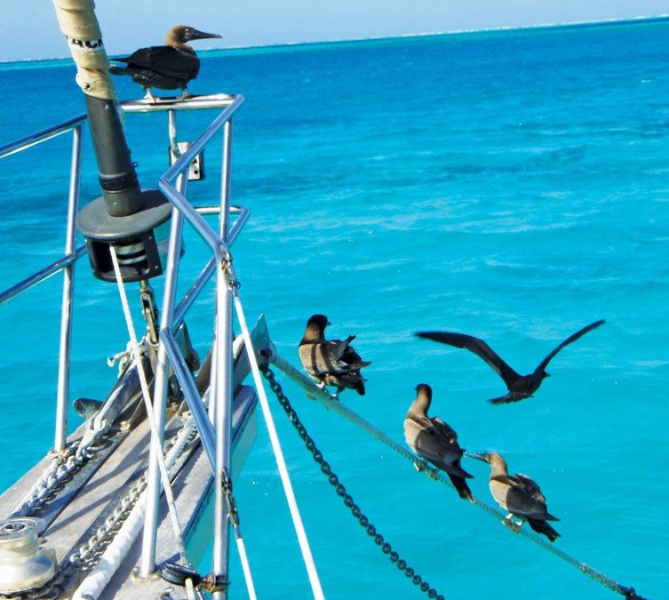 Sea Birds and the Natural Sea:Rising sea temperatures are making it difficult for some seabirds to find enough food