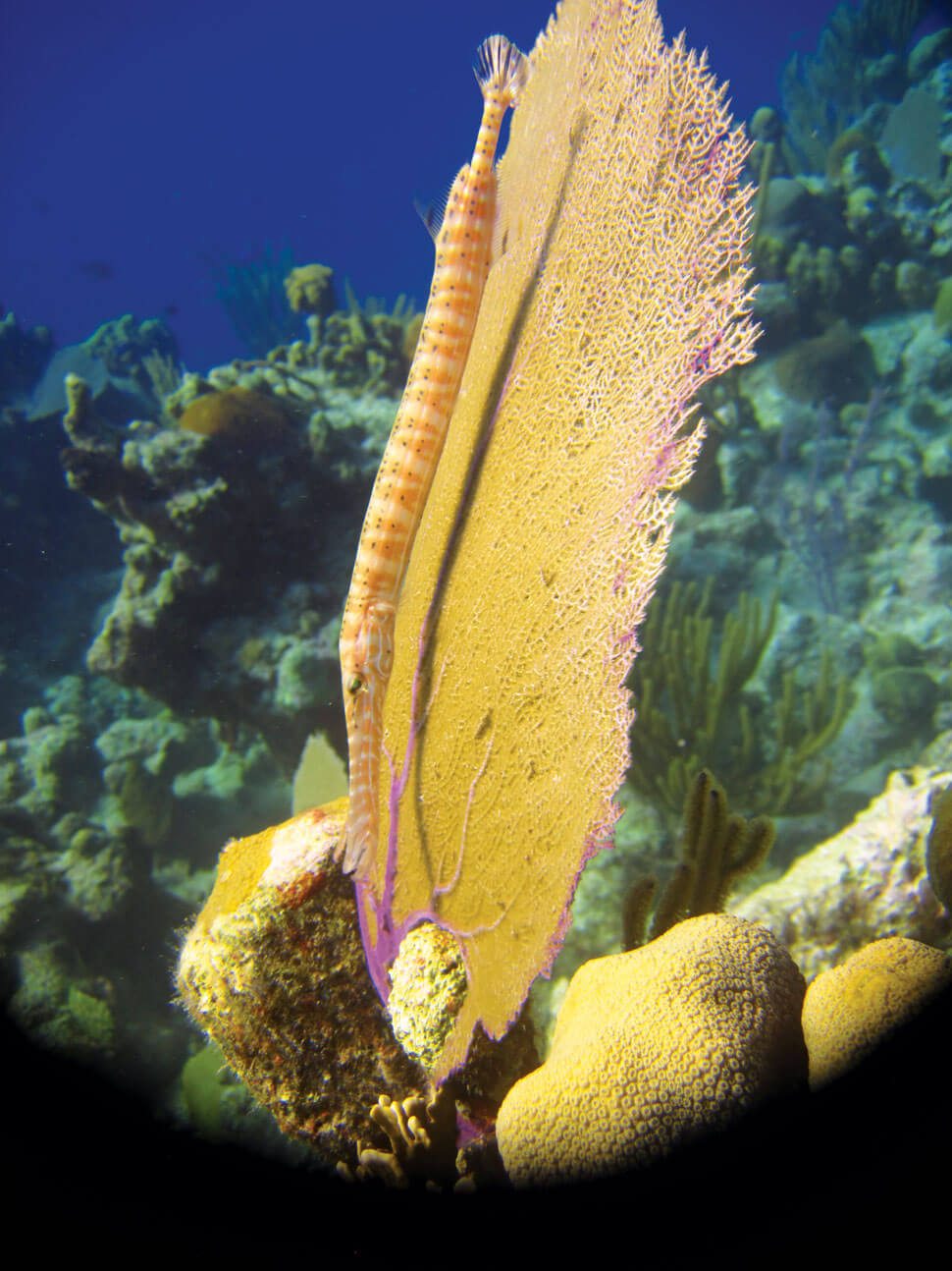 Spectacular Diving in the Turks & Caicos: Trumpet fish with Gorgonian fan,Photo by Stephanie Wallwork