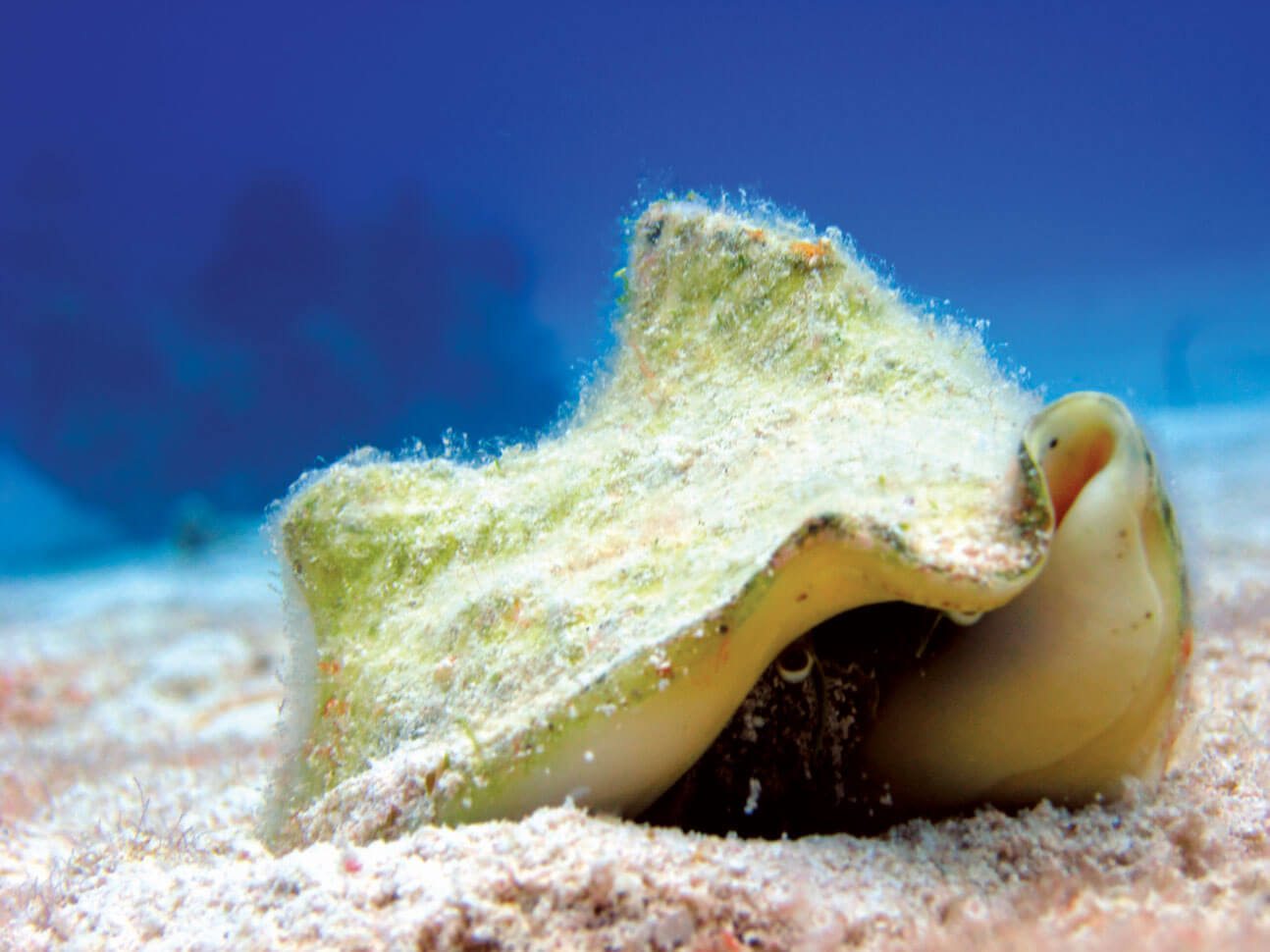 Spectacular Diving in the Turks & Caicos: Queen Conch, Photo by Stephanie Wallwork