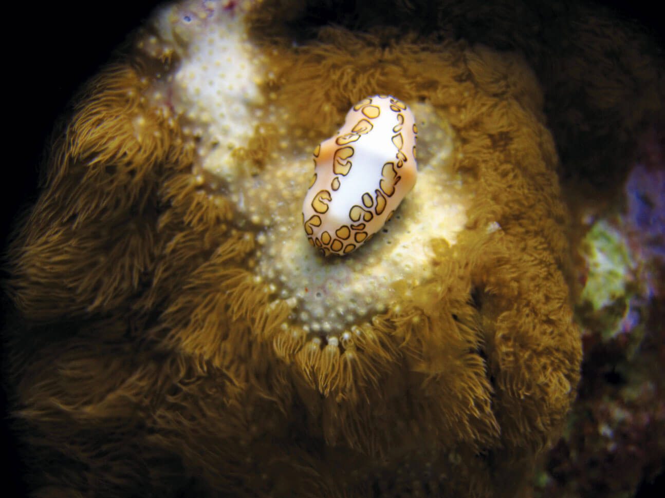 Spectacular Diving in the Turks & Caicos: Flamingo Tongue Snail, Photo by Stephanie Wallwork