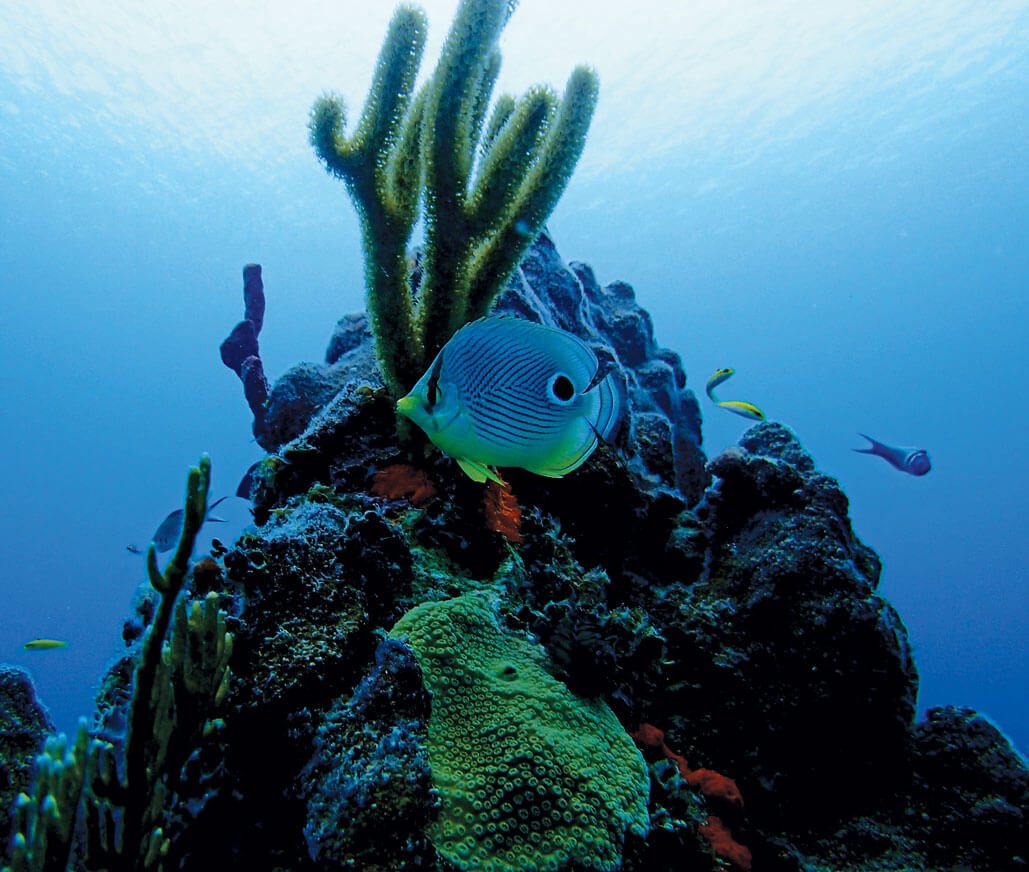 Give Back Vacation Focus on Fish & Coral Reefs in the Florida Keys