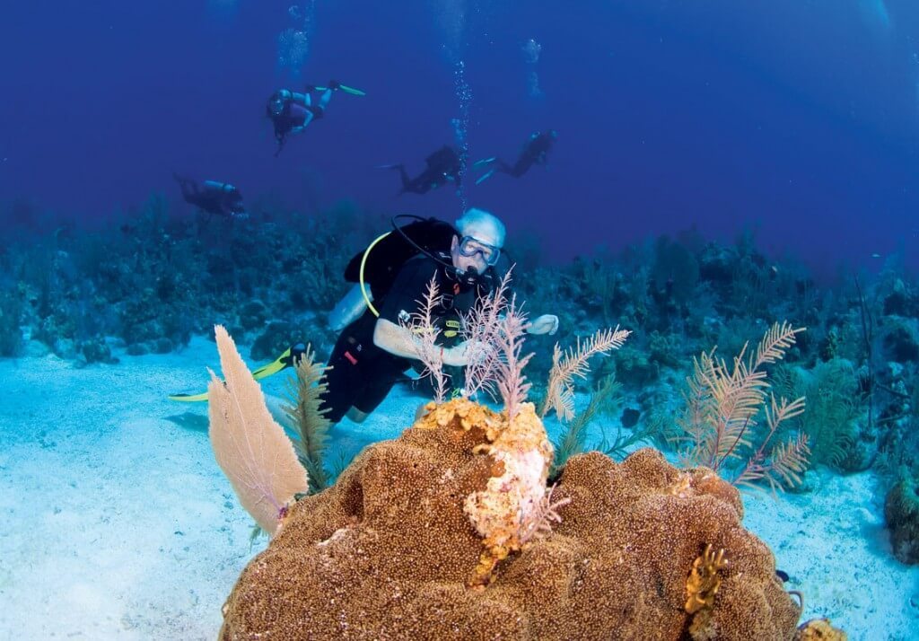 Give Back Vacation Focus on Fish & Coral Reefs in the Florida Keys