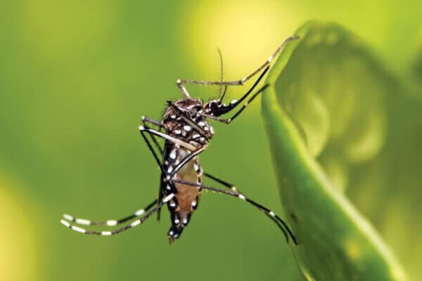 zika virus mosquitoes : The Tiger mosquito (Aedes aegypti) is the primary vector of the Zika Virus. Photo Muhammad Mahdi Karim