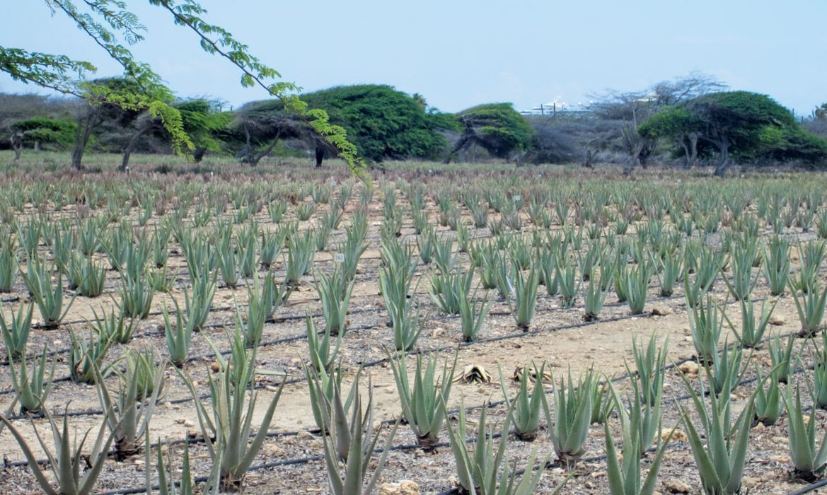 Aruba