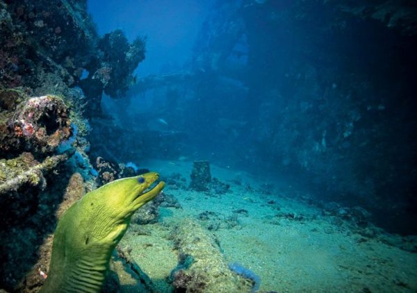 Aruba’s Antilla is the largest wreck dive in the Caribbean