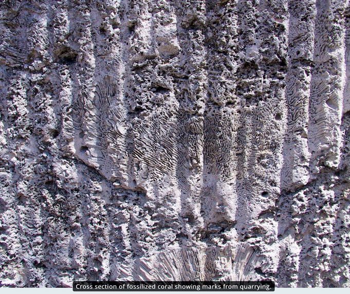 Cross section of fossilized coral showing marks from quarrying. Image courtesy of Windley Key Fossil Reef Geological State Park