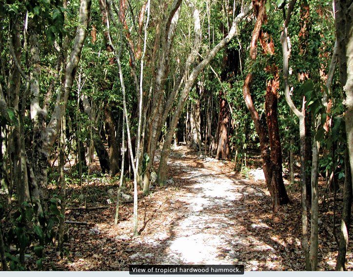 View of tropical hardwood hammock. Image courtesy of Windley Key Fossil Reef Geological State Park