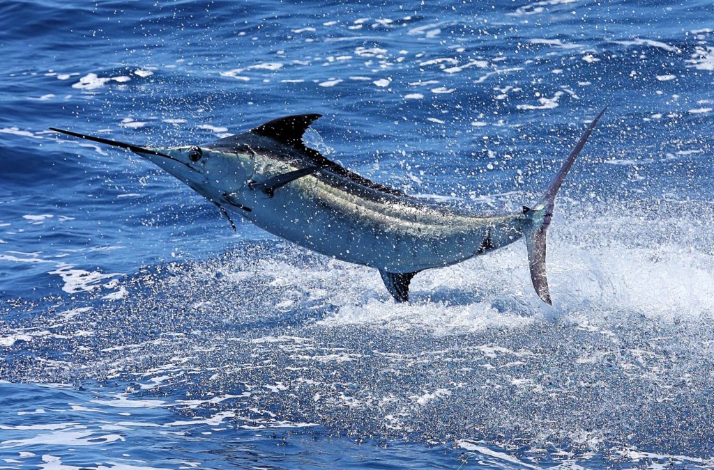 Not an Easy Victory at Casa De Campo International Blue Marlin Classic