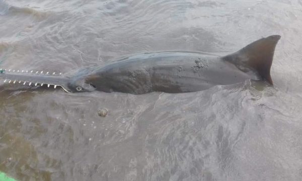 The critically endangered largetooth sawfish gained a lifeline on June 5, World Environment Day, when Caribbean countries unanimously agreed to add the species to Annex II of the Specially Protected Areas and Wildlife (SPAW) Protocol under the Cartagena Convention.