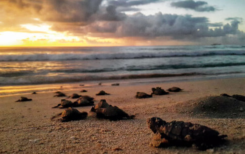 Hatchlings in Barbados. Credit Carla Daniel
