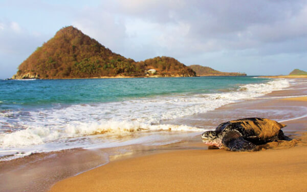 Ocean Spirits, Grenada. Credit Kate Charles