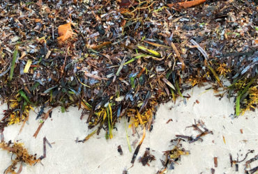 Sargassum Weed