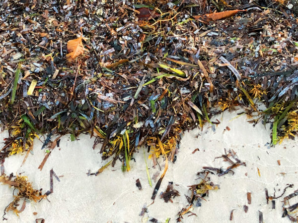 Sargassum Weed