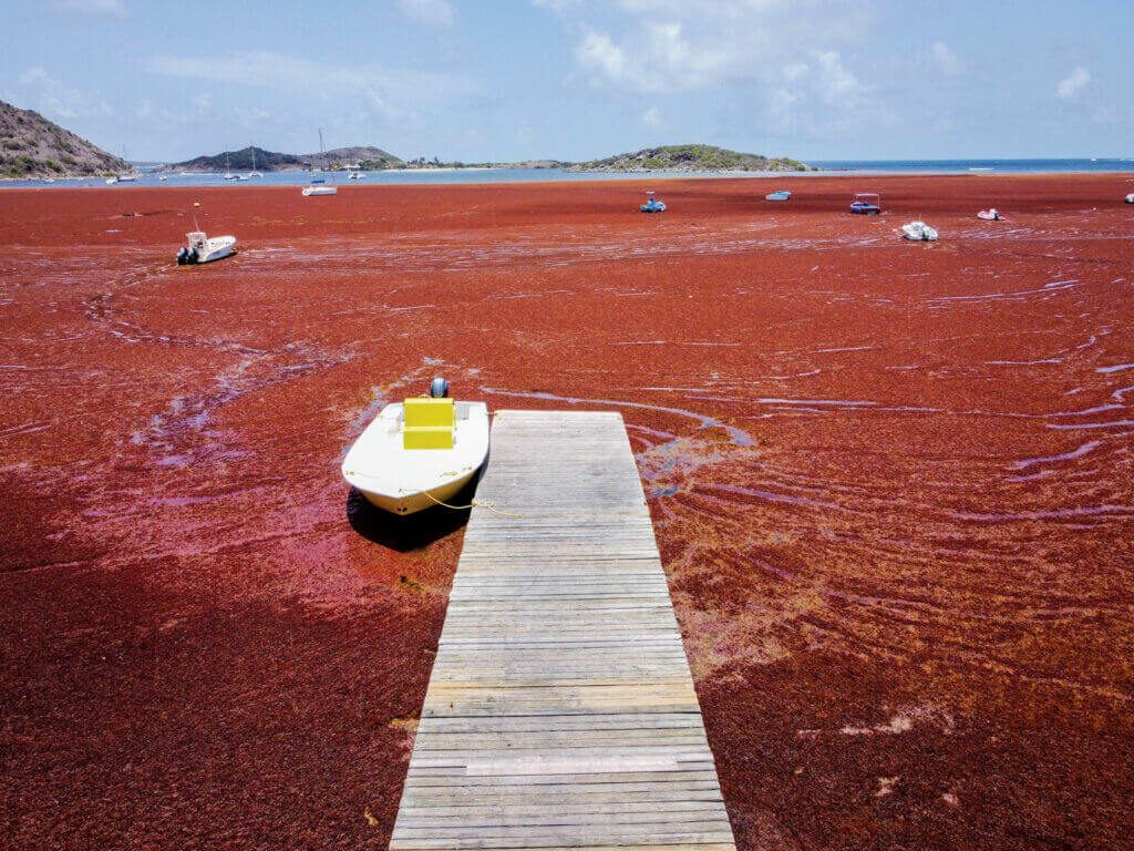 New Sargassum Book Launched by St. Martin’s Les Fruits de Mer ALL AT SEA