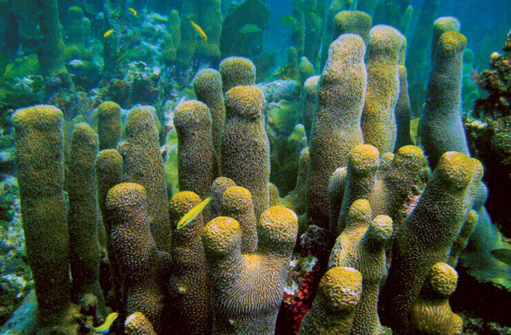 Pillar Coral. Credit NOAA’s National Centers for Coastal Ocean Science