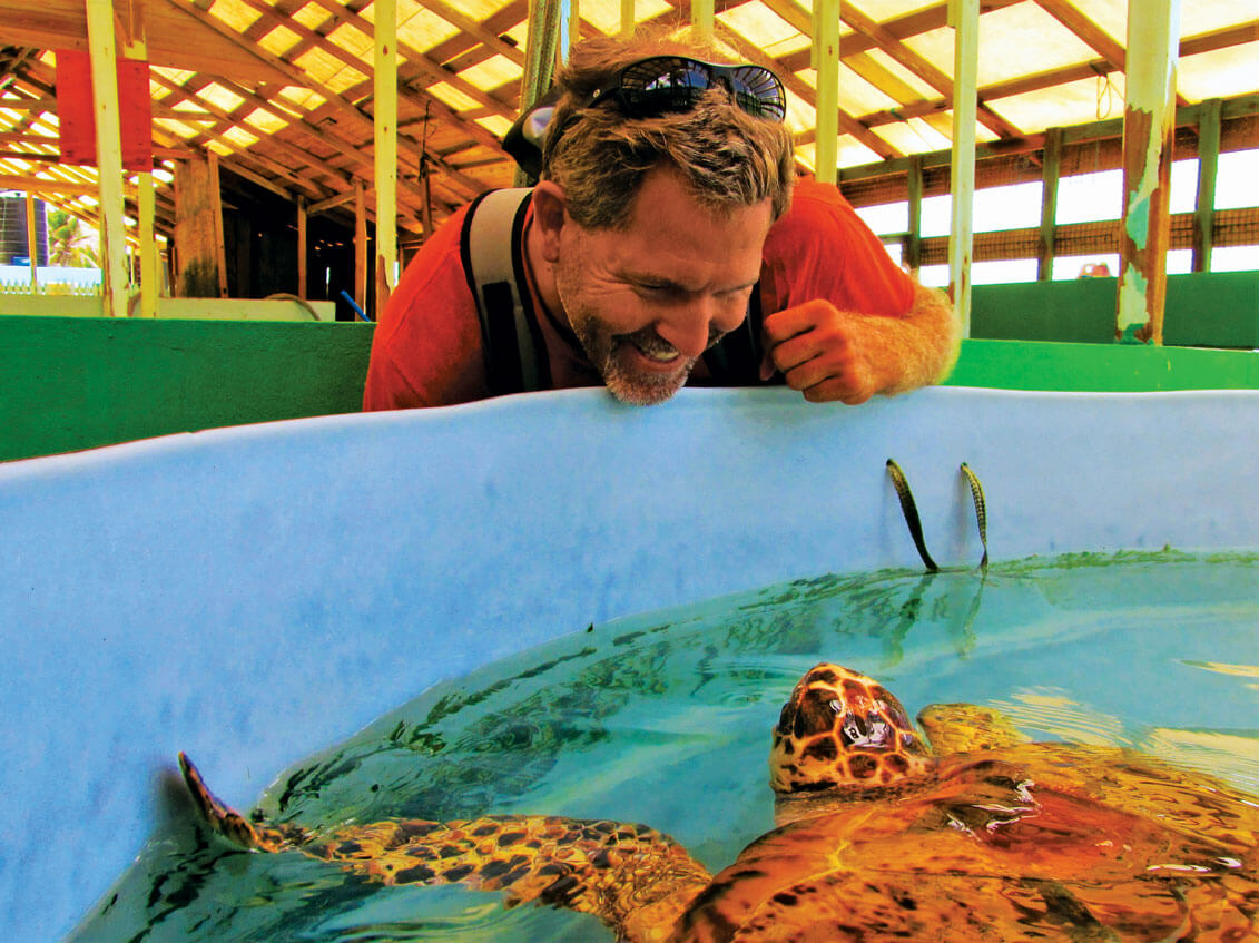 Turtles in Bequia