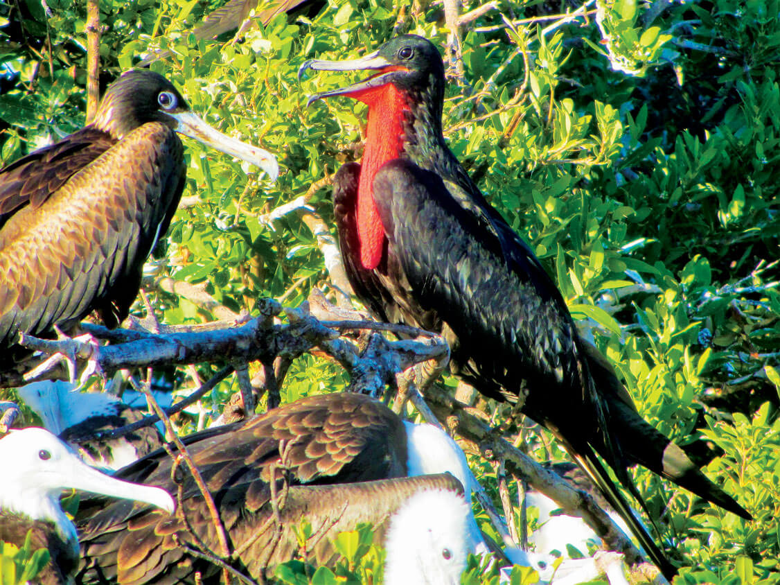 Frigate Birds - Red Male