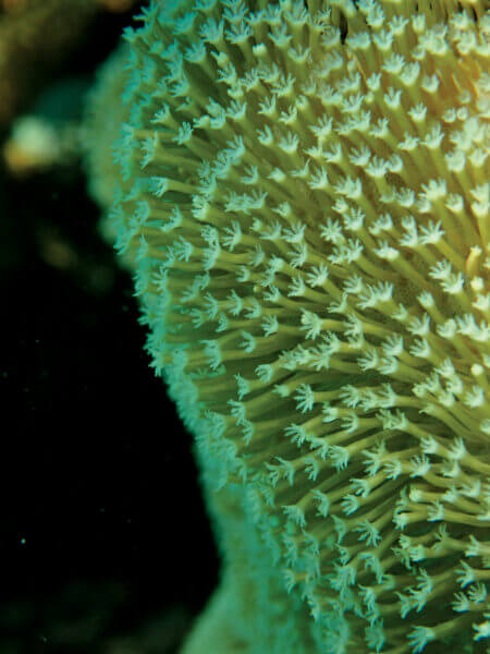 Insights into the life of coral with macro. Photo By Birgit Hackl and Christian Feldbauer