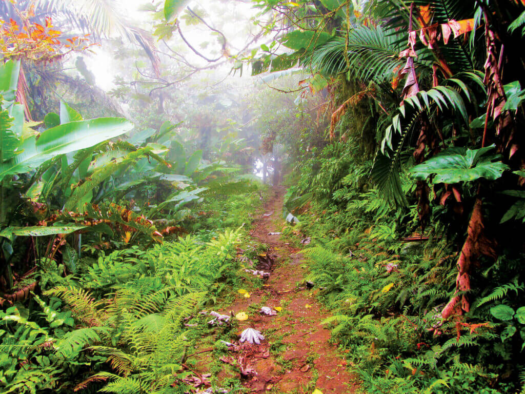Mt Scenery - Trail with clouds