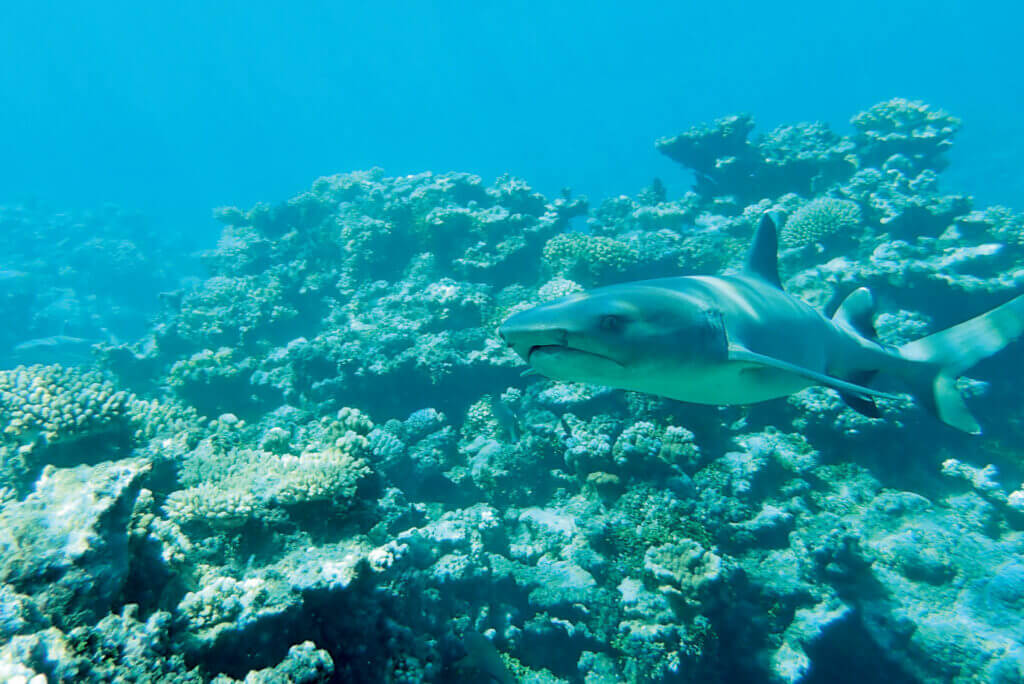 White tip reef shark. Photo by Birgit Hackl and Christian Feldbauer