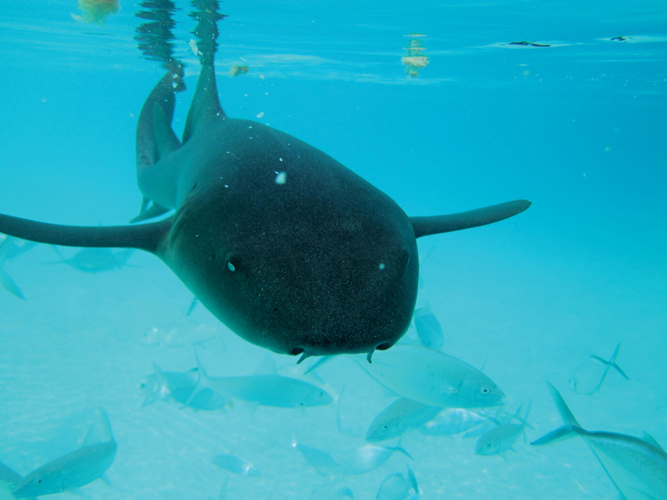 Compass Cay - Shark Up Close