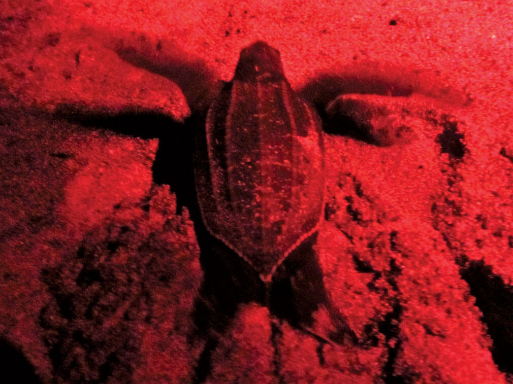 Leatherback Hatchling