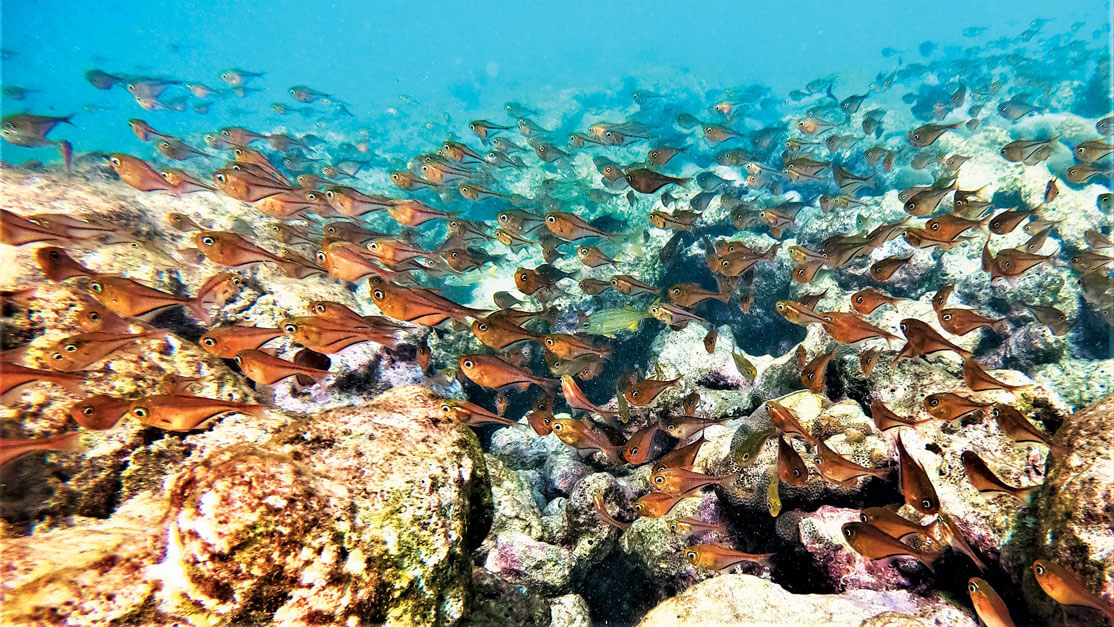 Buccoo Reef