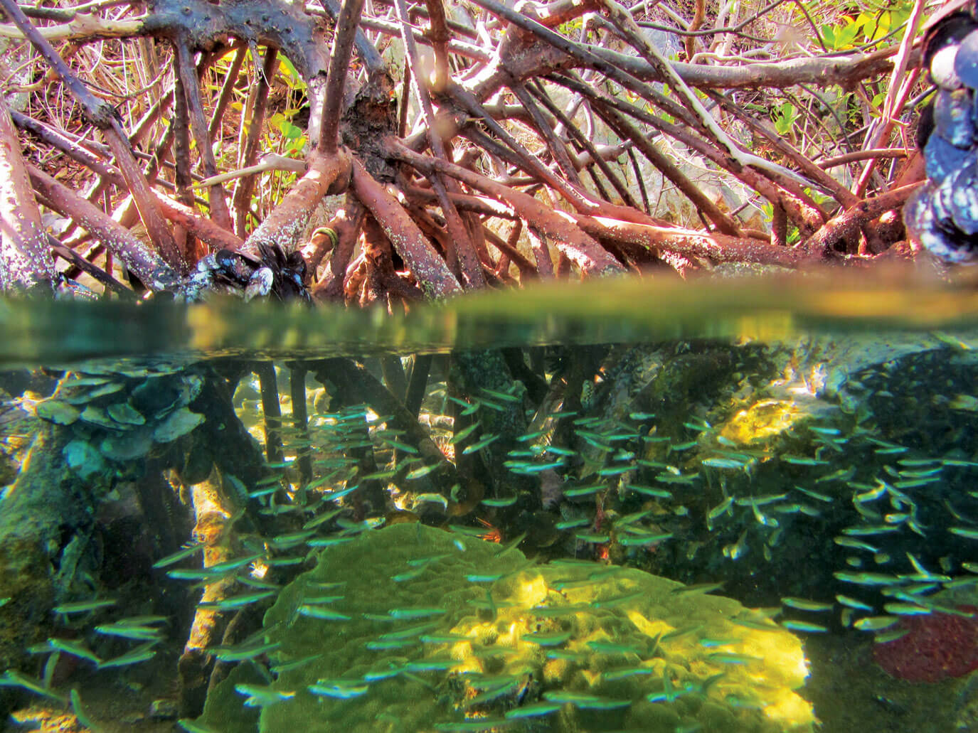 Hurricane Hole - Above & Under Water