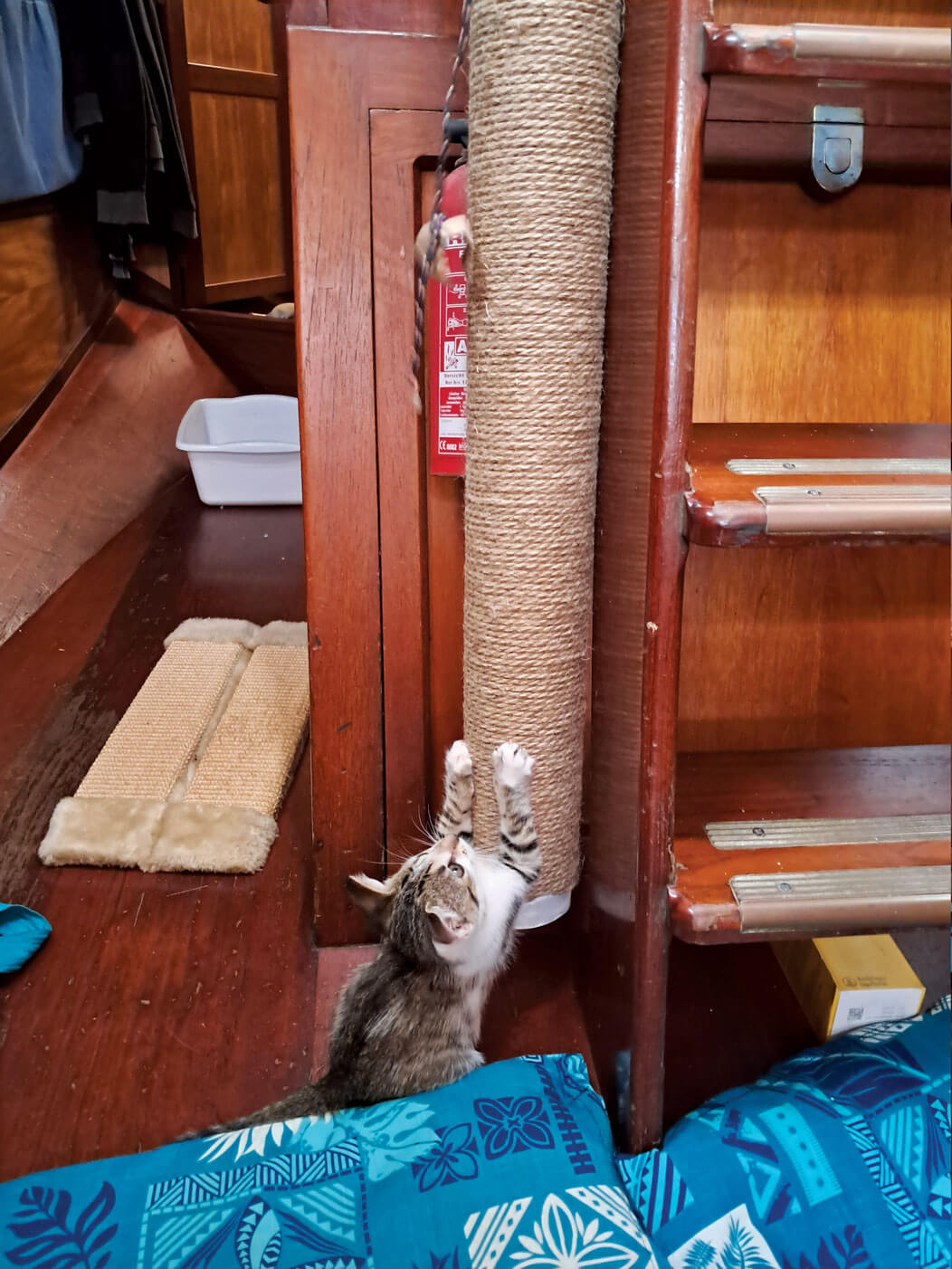 Cat tree up the companionway