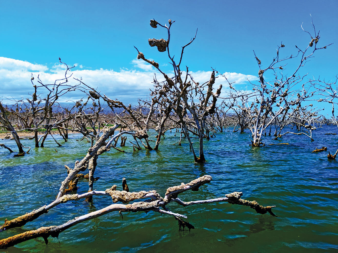 Submerged Forest