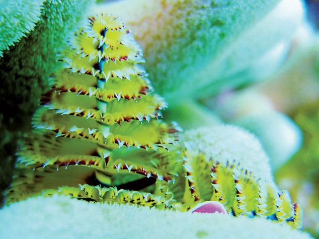Raccoon Cay - Christmas Trees Worms