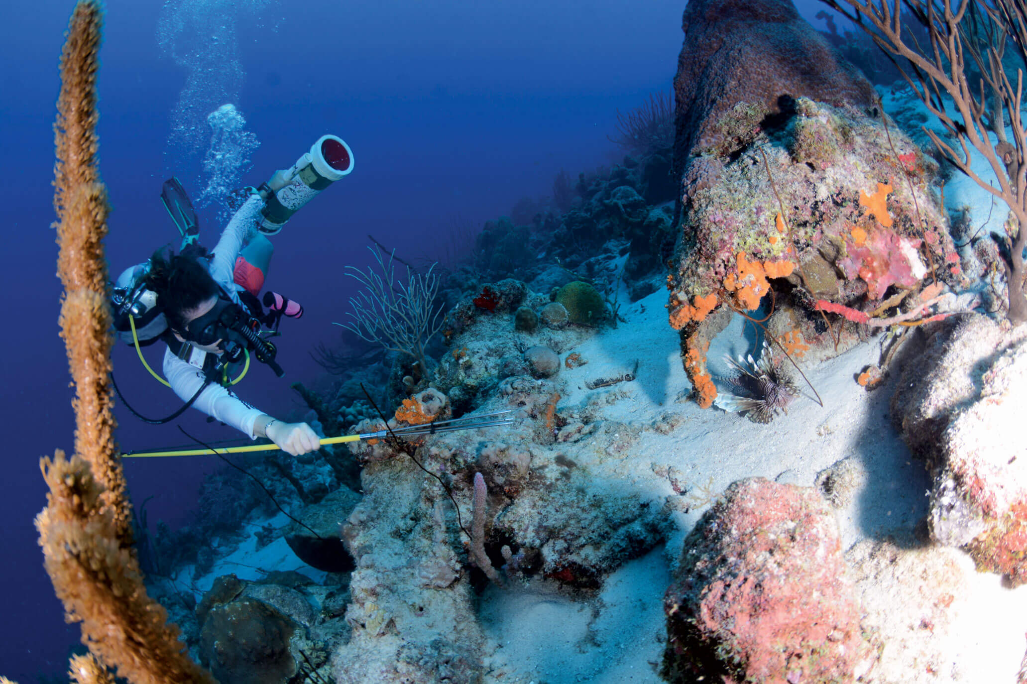 Lisette aiming for a Lionfish