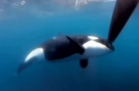 Orcas and rudder. Credit Bob Osborn