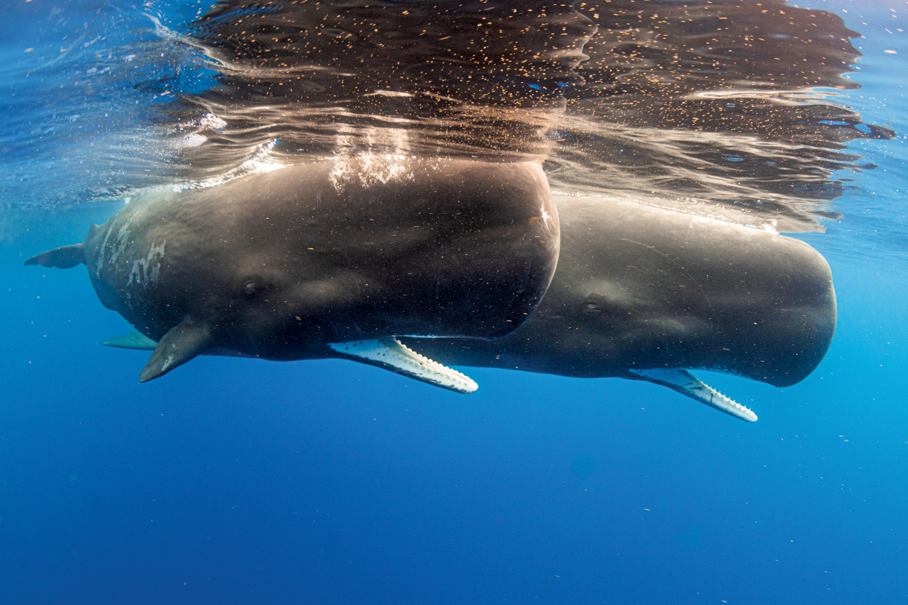 Sperm Whales Dominica. Vincent Kneefel - Ocean Image Bank