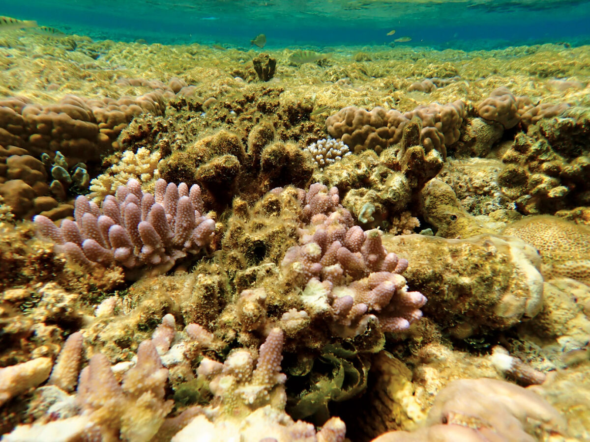 Bleached and overgrown reef. Photos by Christian Feldbauer, Tom & Sonja planet - ocean.org, Thorsten Schrader