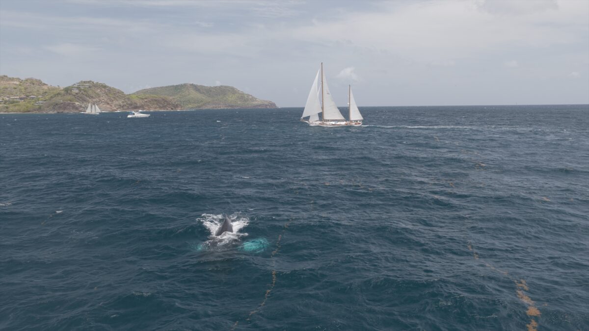 Whales off of Antigua during the Antigua Classic Yacht Regatta. Image courtesy of https://www.roddygrimesgraeme.com