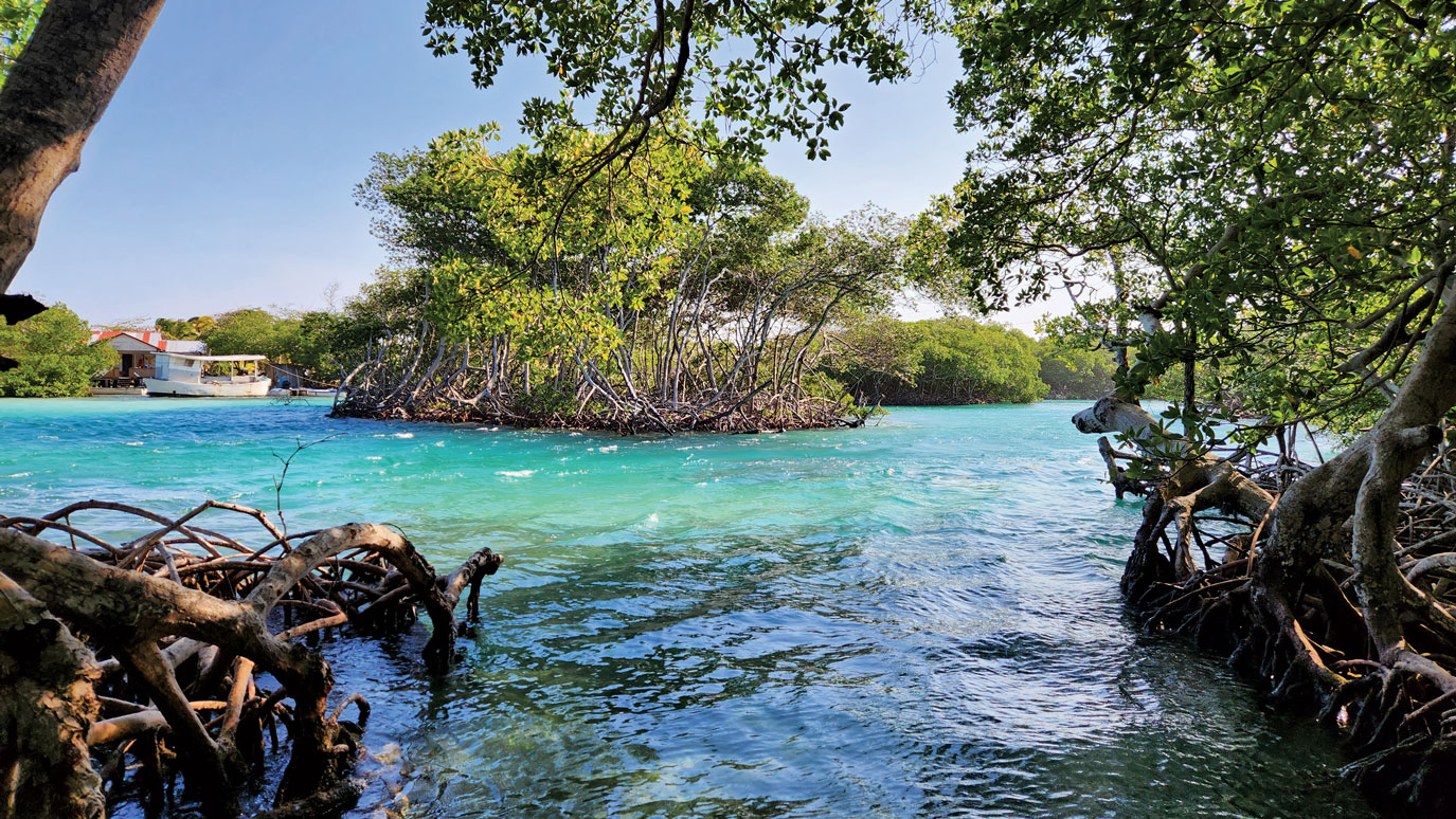 Mangrove Channel